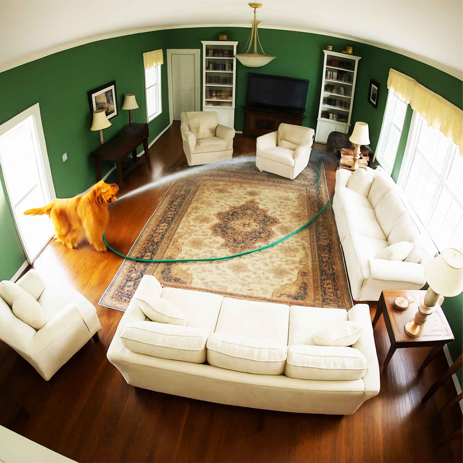 Pet insurance can vary by $273/year